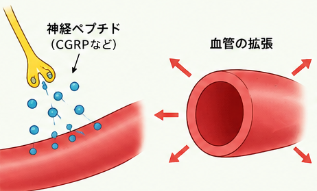 CGRPと血管拡張の仕組み